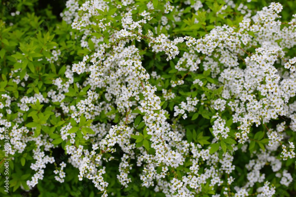 White flowers of Thunberg spirea in Japan park White flowers of Thunberg spirea in Japan park