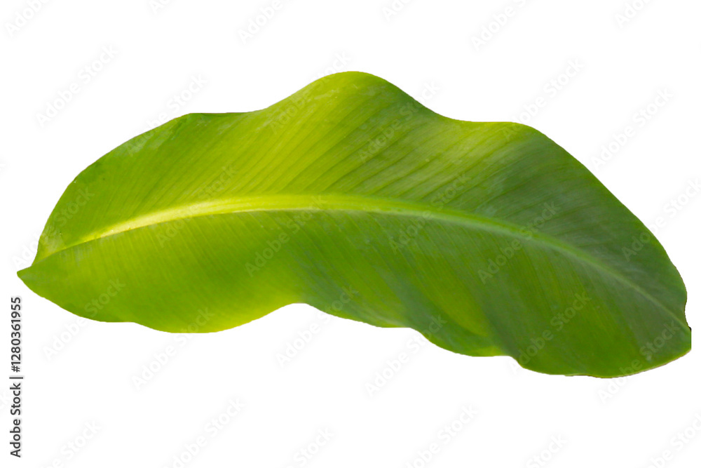 Fototapeta premium Banana leaf on white background.