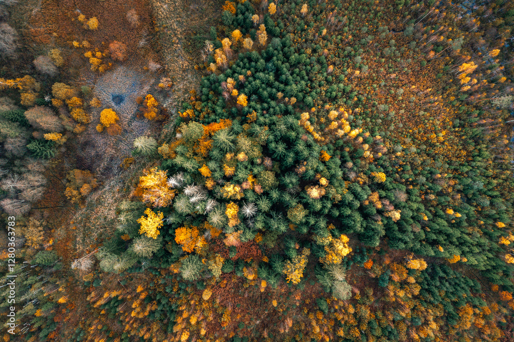 Top down drone shot of forest in colorful autumn colors. Abstract scenery, sustainable ecosystem. Colorful foliage.