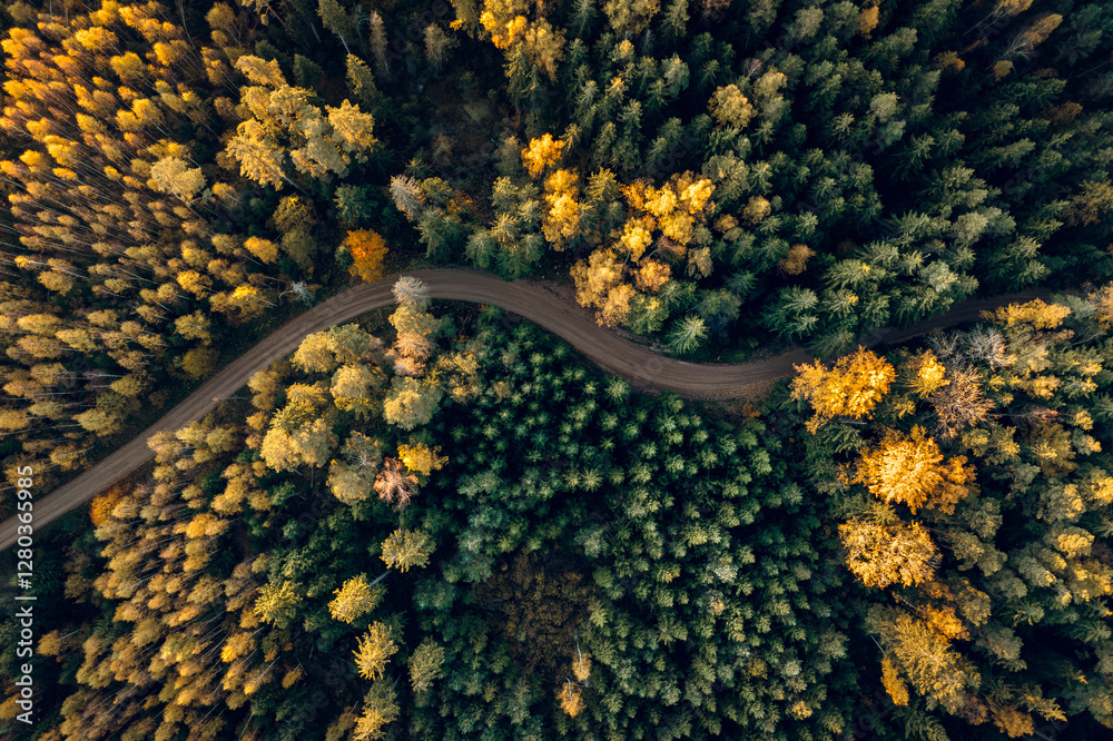 Top down drone shot of forest in colorful autumn colors. Abstract scenery, sustainable ecosystem. Colorful foliage.
