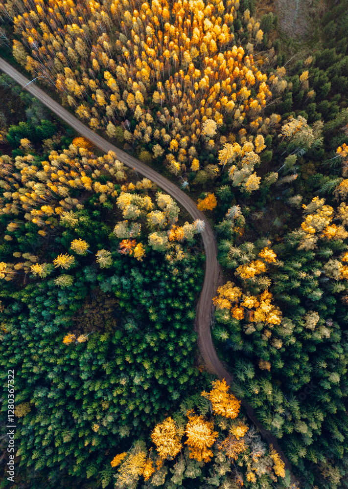 Top down drone shot of forest in colorful autumn colors. Abstract scenery, sustainable ecosystem. Colorful foliage.