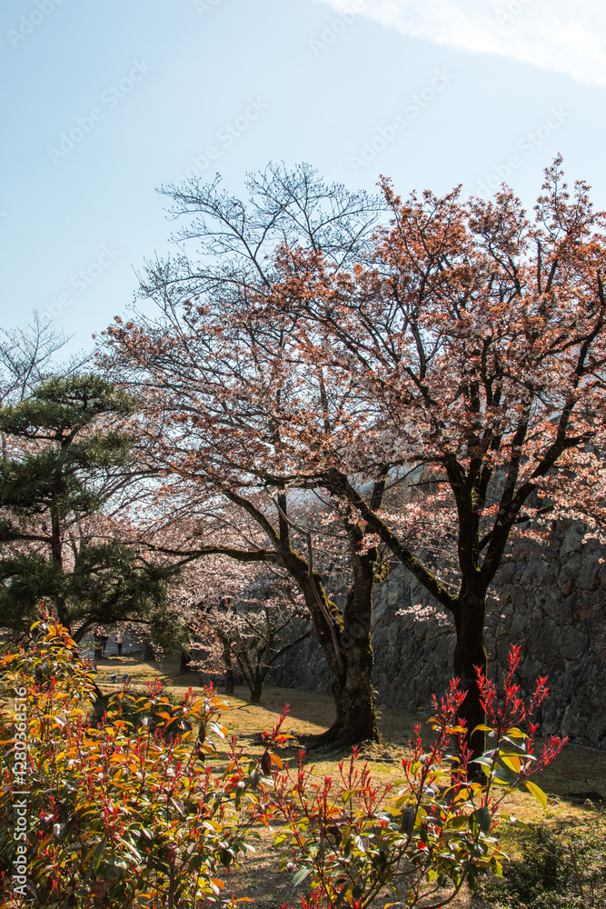 Naklejka premium Pink Sakura full bloom at Himeji castle. The most beautiful flower and great ancient, heritage castle in Japan.
