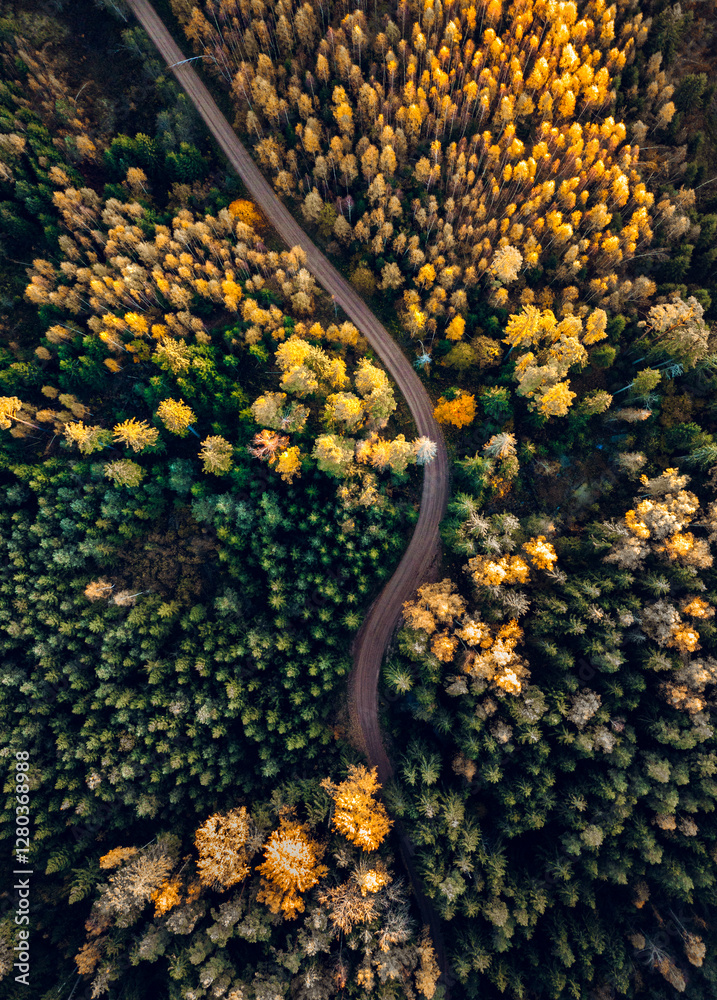 Top down drone shot of forest in colorful autumn colors. Abstract scenery, sustainable ecosystem. Colorful foliage.