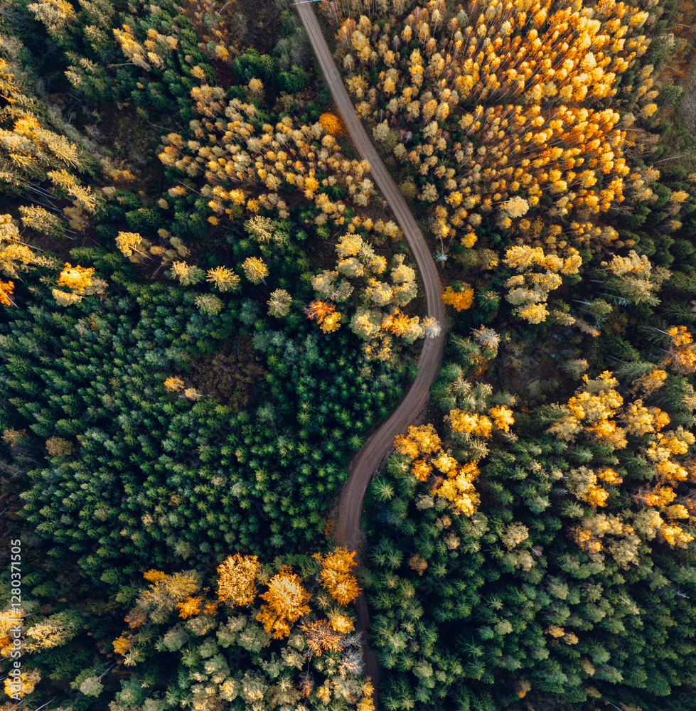 Top down drone shot of forest in colorful autumn colors. Abstract scenery, sustainable ecosystem. Colorful foliage.
