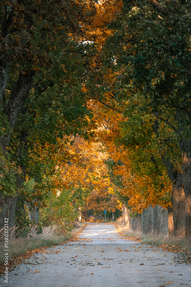 Zoom in view of colorful tree alley in autumn colors. Sunrise lights up colorful leaves and foliage.