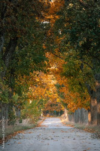 Obraz na płótnie Zoom in view of colorful tree alley in autumn colors. Sunrise lights up colorful leaves and foliage. w salonie