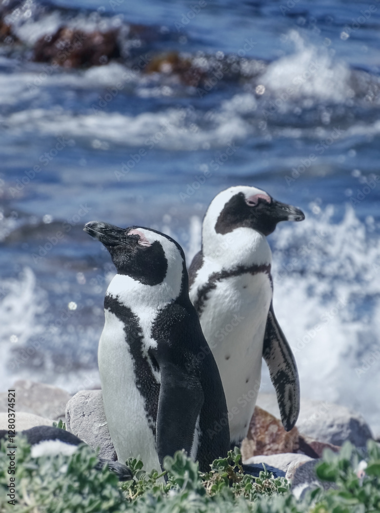 Obraz premium African penguin , also known as the penguin and black-footed penguin.