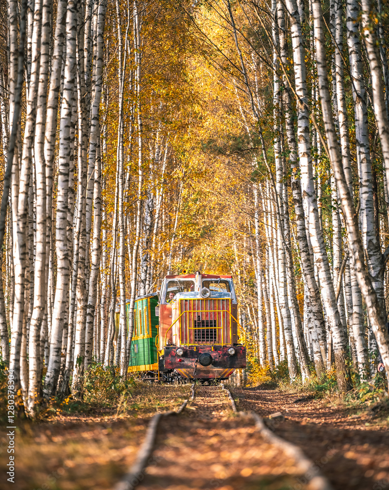 Zoom in view of colorful tree alley in autumn colors. Sunrise lights up colorful leaves and foliage.