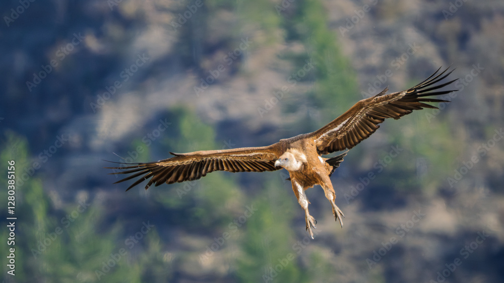Obraz premium arrival of a griffon vulture on a cliff ledge at Caire rock, Provence