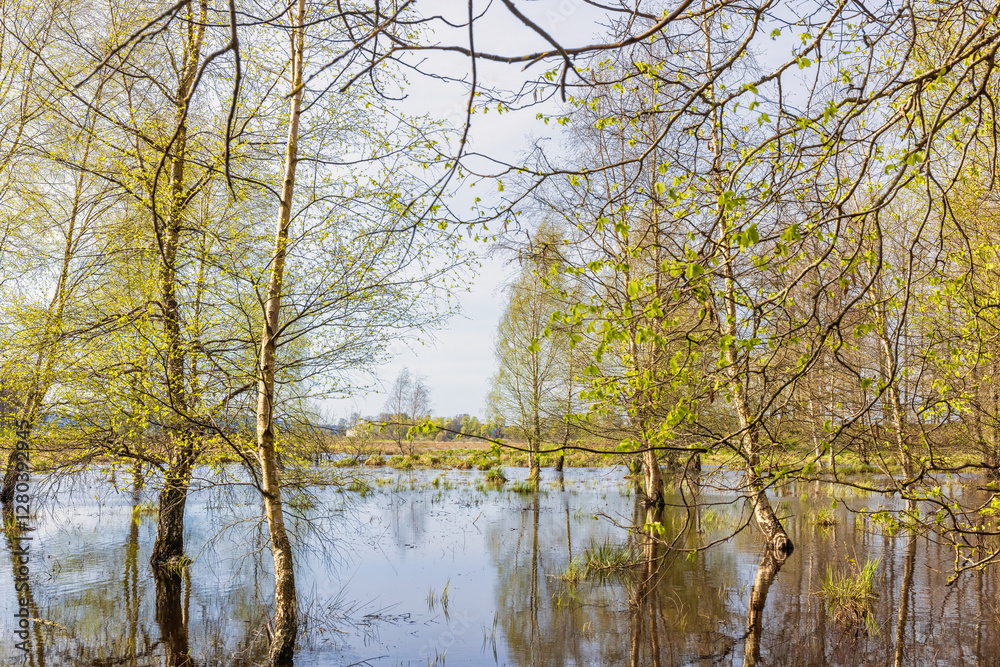 Lush green birch grove in a flooded wetland at springtime Lush green birch grove in a flooded wetland at springtime