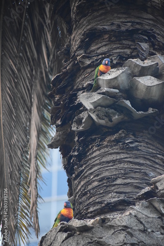Loriini The rainbow lorikeet (Trichoglossus moluccanus) 