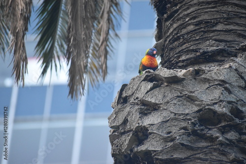 Loriini The rainbow lorikeet (Trichoglossus moluccanus) 