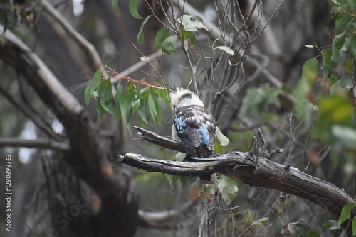 Laughing kookaburra, Dacelo