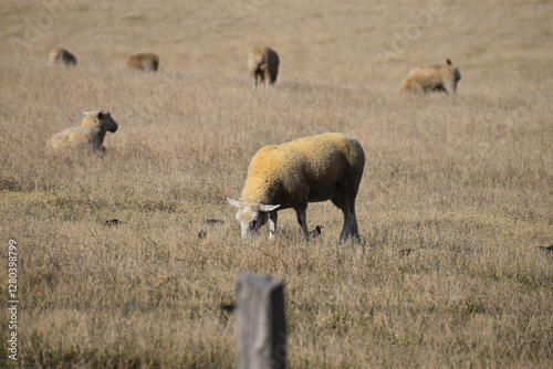 herd of sheep grazing