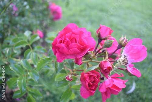 Rosa chinensis