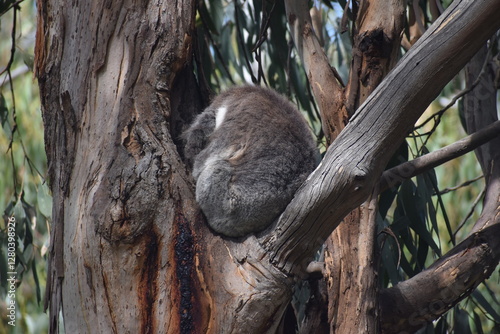 Photography koala sleeping on a tree