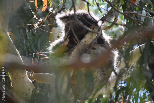 Sleeping Koala on a tree