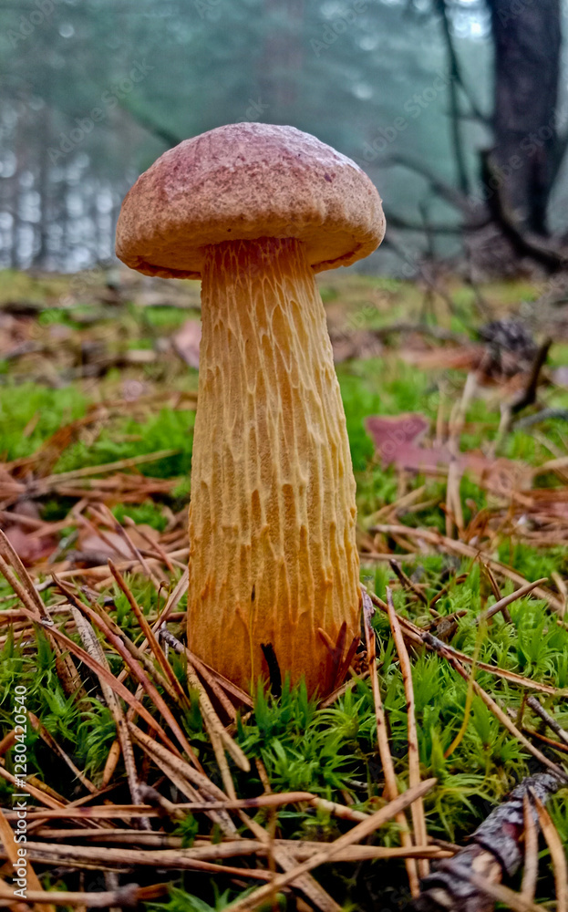 Fototapeta premium Aureoboletus projectellus a species of mushroom in the Boletaceae family. Found in North America and recently in Europe. 