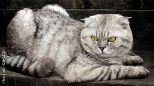 Scottish Fold Cat Lying in Profile on Wooden Surface with Soft Light and Intense Yellow Eyes