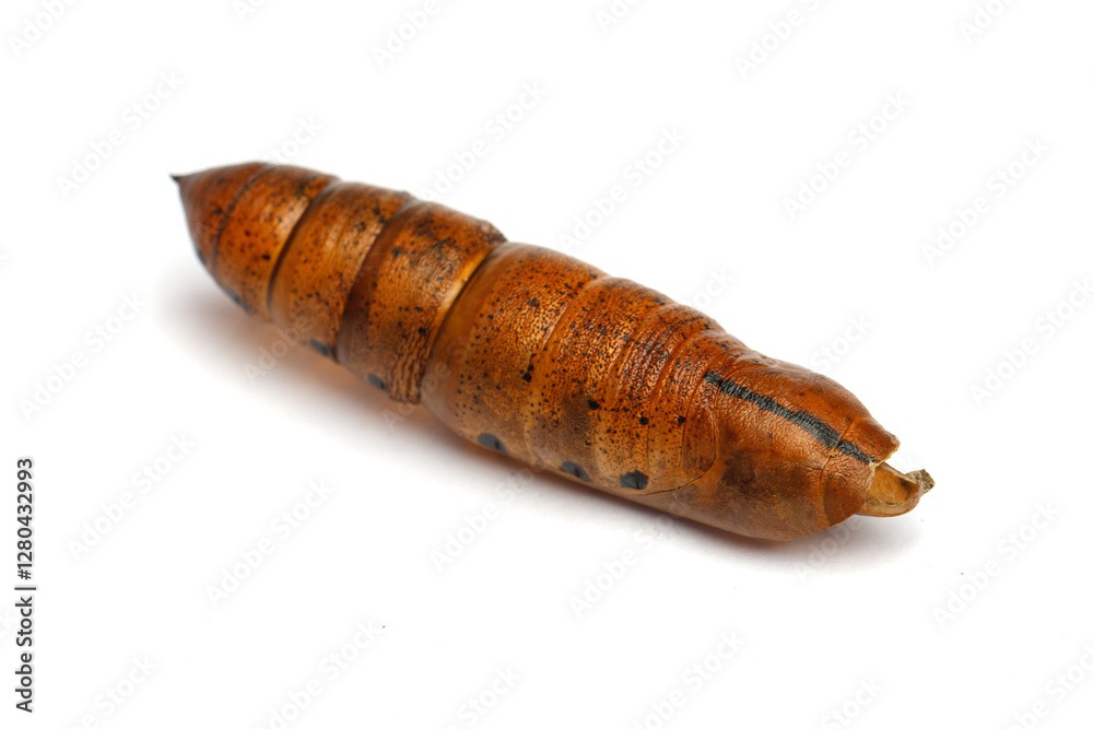 Brown pupa cocoon macro on white background Brown pupa cocoon macro on white background