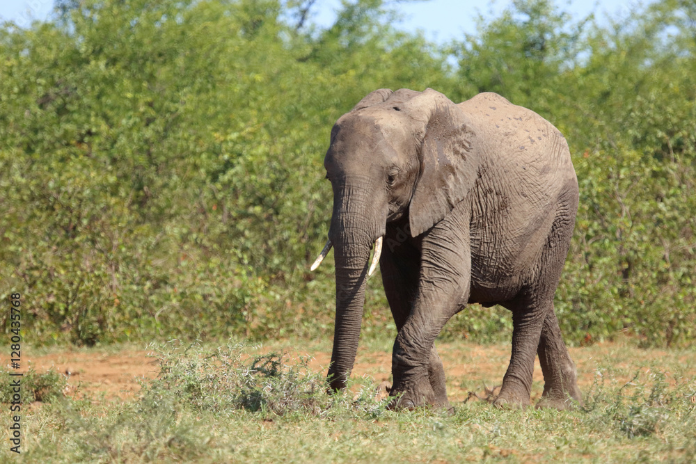 Afrikanischer Elefant / African elephant / Loxodonta africana Afrikanischer Elefant / African elephant / Loxodonta africana