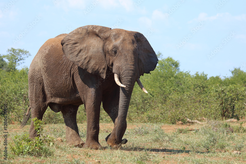 Afrikanischer Elefant / African elephant / Loxodonta africana Afrikanischer Elefant / African elephant / Loxodonta africana