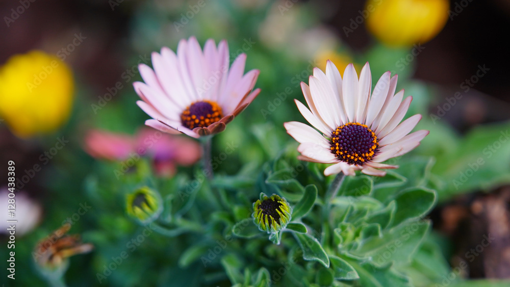 Fototapeta premium chrysanthemum flower