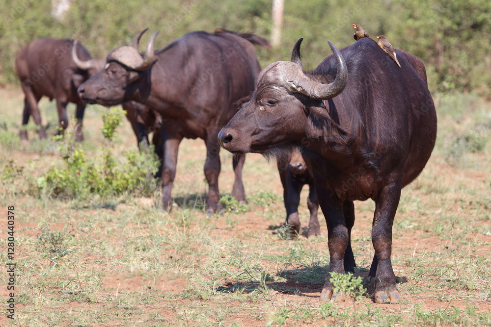 Kaffernbüffel und Gelbschnabel-Madenhacker / African buffalo and Yellow-billed oxpecker / Syncerus caffer et Buphagus africanus. Kaffernbüffel und Gelbschnabel-Madenhacker / African buffalo and Yellow-billed oxpecker / Syncerus caffer et Buphagus africanus.