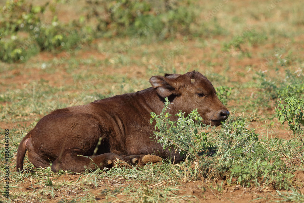 Kaffernbüffel / African buffalo / Syncerus caffer.