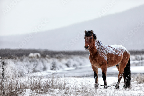 A powerful Mongolian horse portrait, embodying the spirit of Chinggis Khan's legendary steed. Strong, noble, and fearless, set against a dramatic natural backdrop