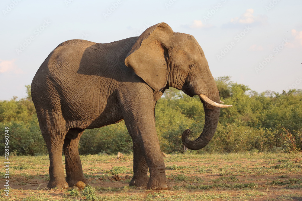 Obraz premium Afrikanischer Elefant / African elephant / Loxodonta africana
