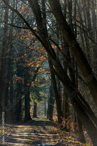 Radweg in der Oberlausitzer Heide- und Teichlandschaft, Teichgebiet Kleinholscha 2 photo