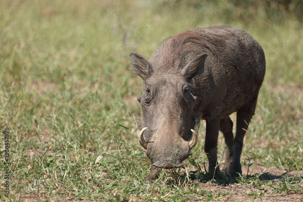 Warzenschwein / Warthog / Phacochoerus africanus.. Warzenschwein / Warthog / Phacochoerus africanus..