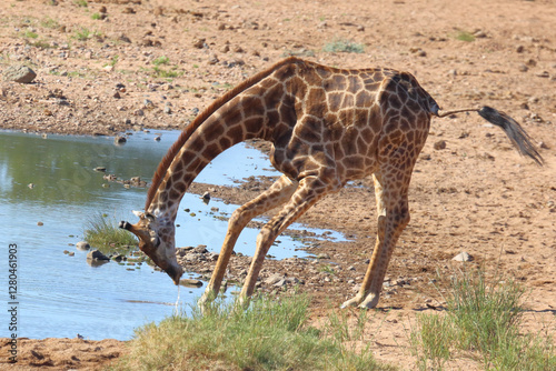 Photography Giraffe / Giraffe / Giraffa camelopardalis