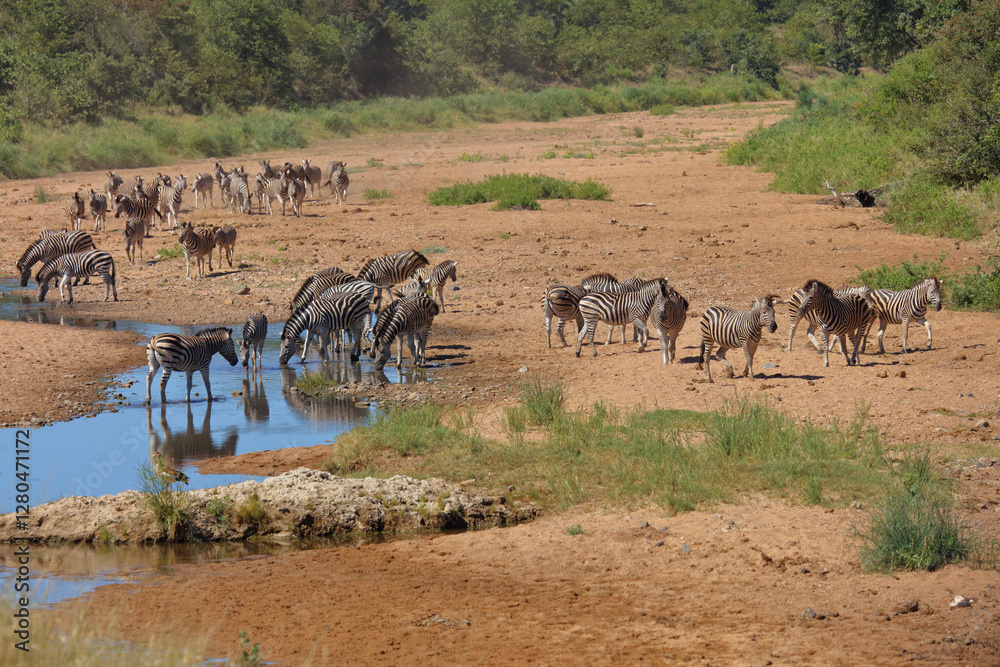 Steppenzebra im Tsendze River/ Burchell's zebra in Tsendze River / Equus quagga burchellii Steppenzebra im Tsendze River/ Burchell's zebra in Tsendze River / Equus quagga burchellii