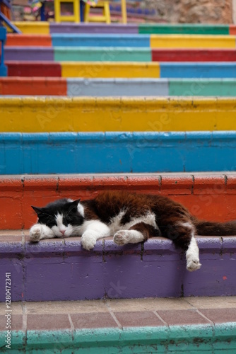 cat sleeps on the stairs, Istanbul