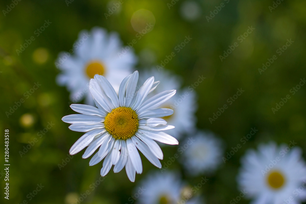 Ox-eye Daisy (Leucanthemum vulgare) in a garden - secret garden Ox-eye Daisy (Leucanthemum vulgare) in a garden - secret garden