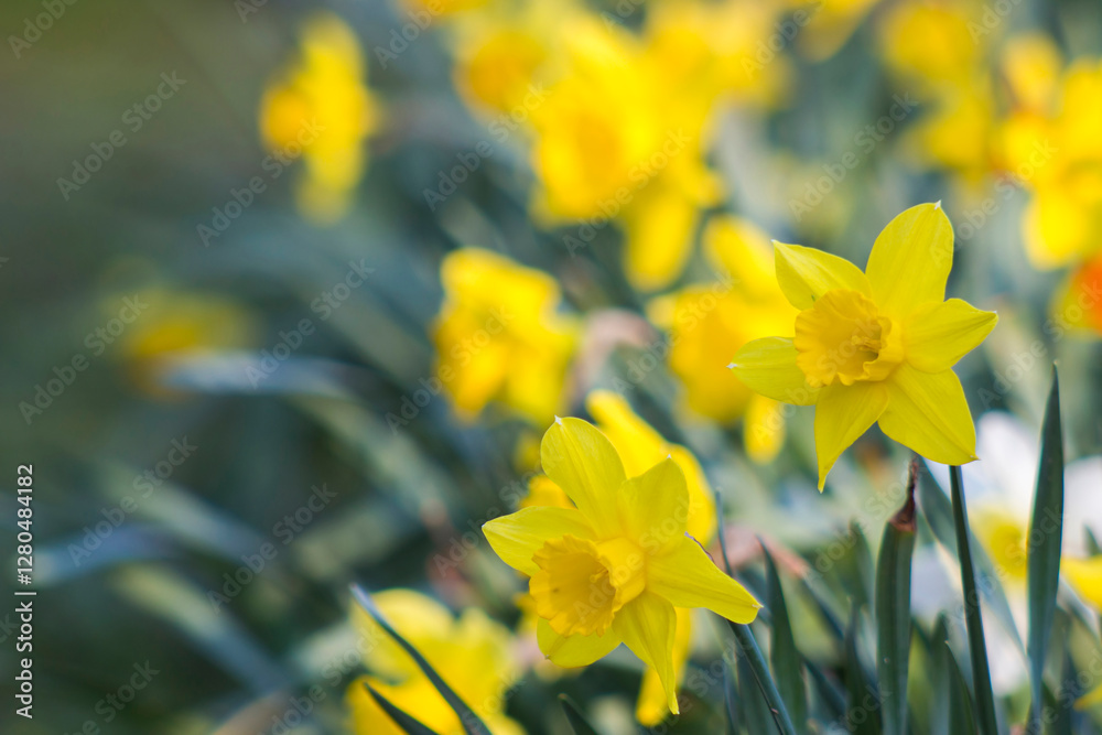 The daffodil, Narcissus pseudonarcissus, yellow narcissus flowers in a park