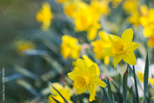 The daffodil, Narcissus pseudonarcissus, yellow narcissus flowers in a park