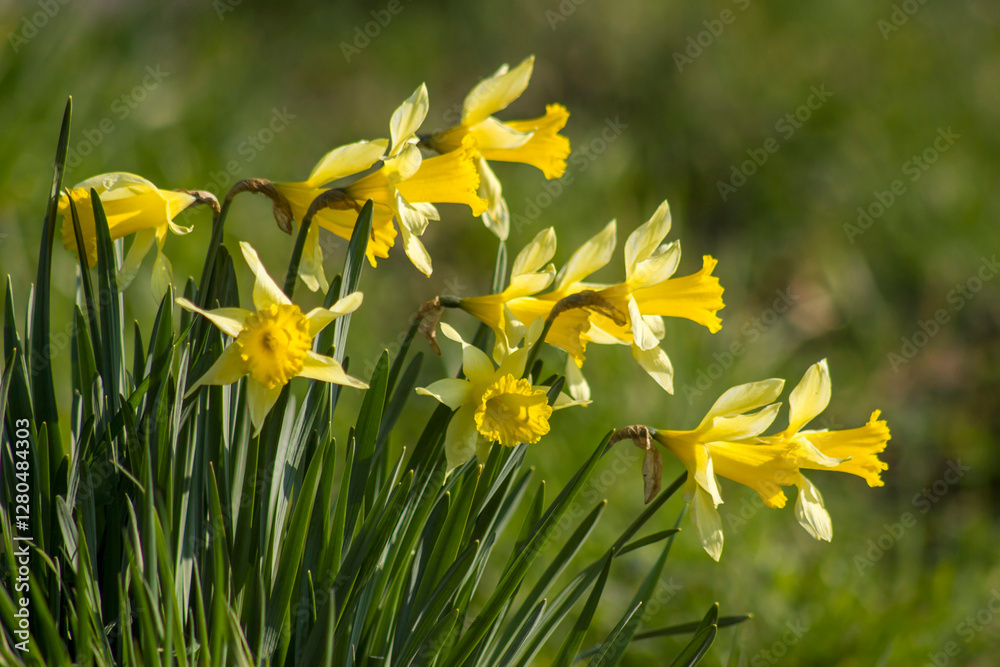 The daffodil, Narcissus pseudonarcissus, yellow narcissus flowers in a park