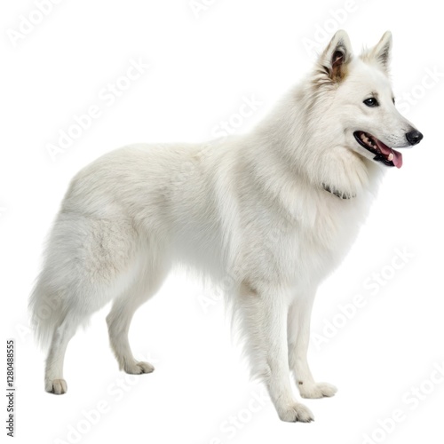 Shetland Sheepdog White dog standing on a white surface isolated animal portrait minimalist background pure and clean aesthetic