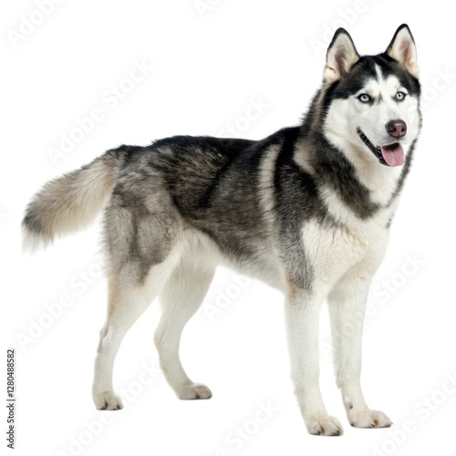 Siberian Husky Black and white dog standing on white background playful canine portrait in studio environment pet photography