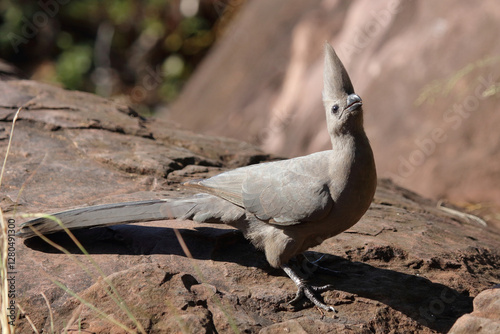 Graulärmvogel / Grey lourie or Grey go-away-bird / Corythaixoides concolor photo