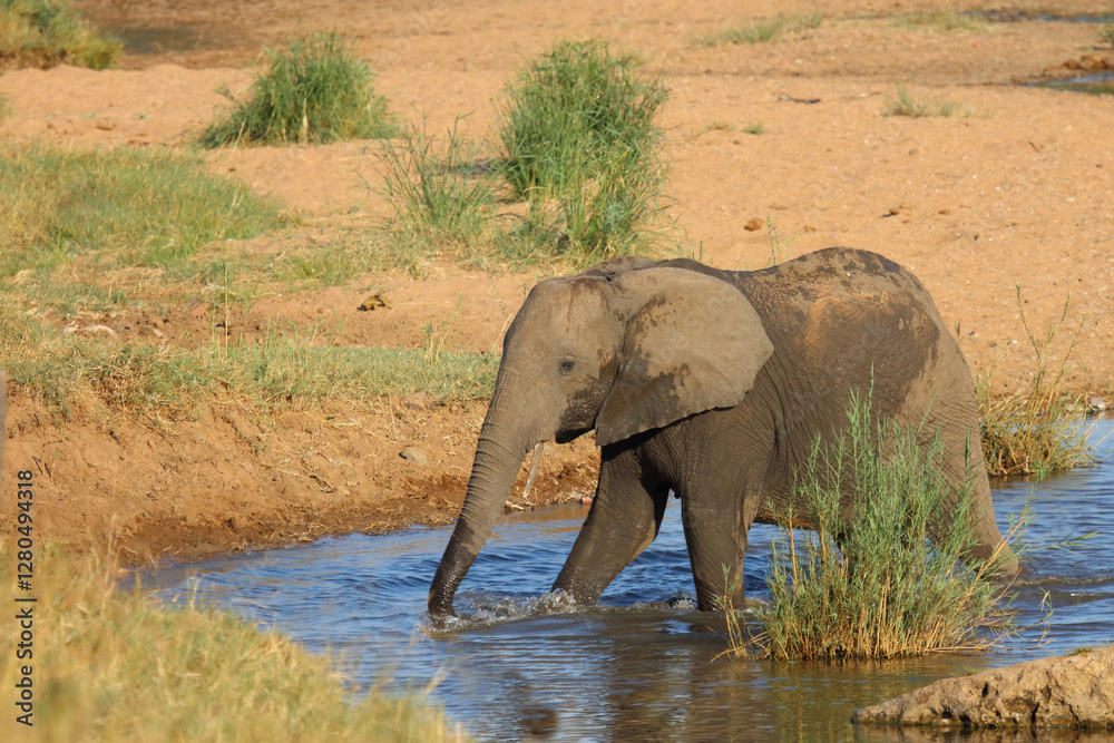 Obraz premium Afrikanischer Elefant / African elephant / Loxodonta africana