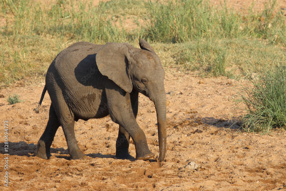 Afrikanischer Elefant / African elephant / Loxodonta africana Afrikanischer Elefant / African elephant / Loxodonta africana