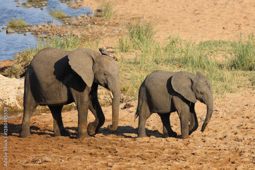 Afrikanischer Elefant / African elephant / Loxodonta africana Afrikanischer Elefant / African elephant / Loxodonta africana