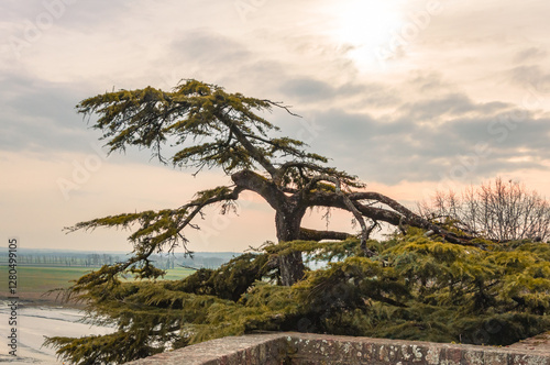 Leaning Tree at Mont Saint-Michel