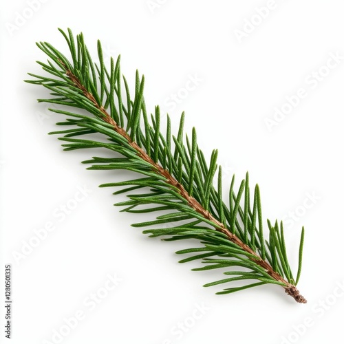 Evergreen Fir Branch Close Up Isolated on White Background Festive Decorative Element Single Stem