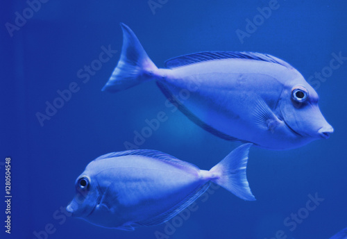 tropical fish in aquarium