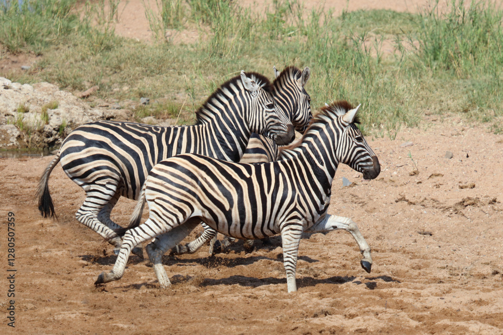 Steppenzebra / Burchell's zebra / Equus quagga burchellii. Steppenzebra / Burchell's zebra / Equus quagga burchellii.